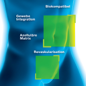 Cellis Bauch- & Beckenboden