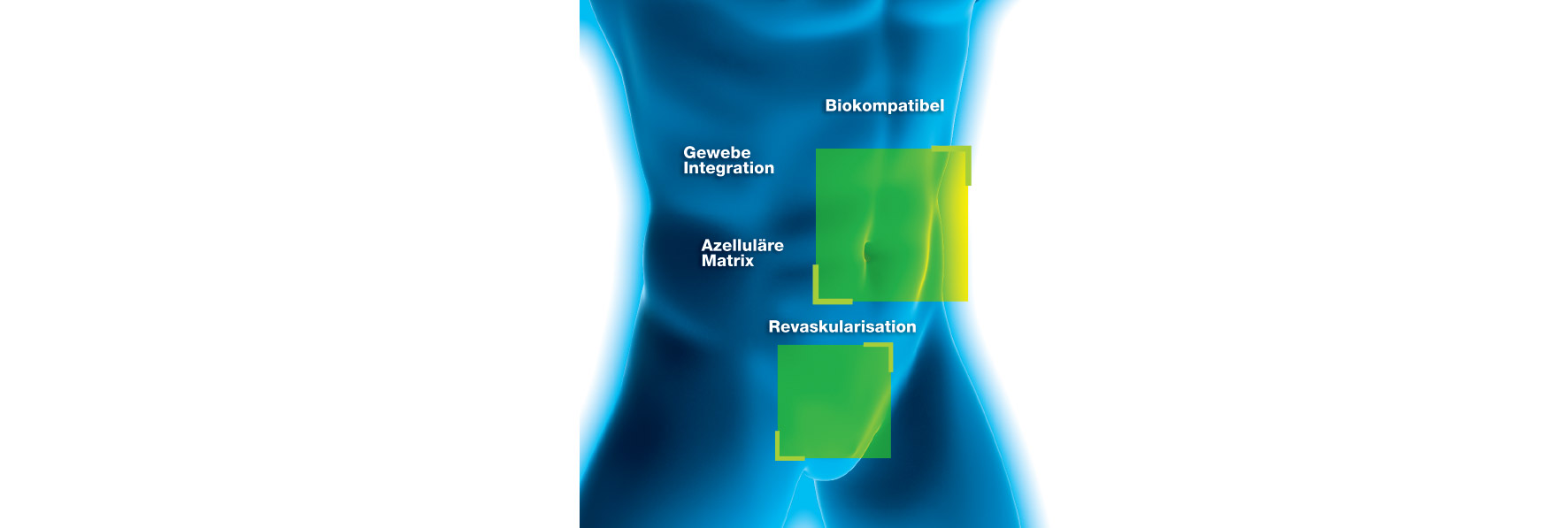 Cellis Bauch- & Beckenboden
